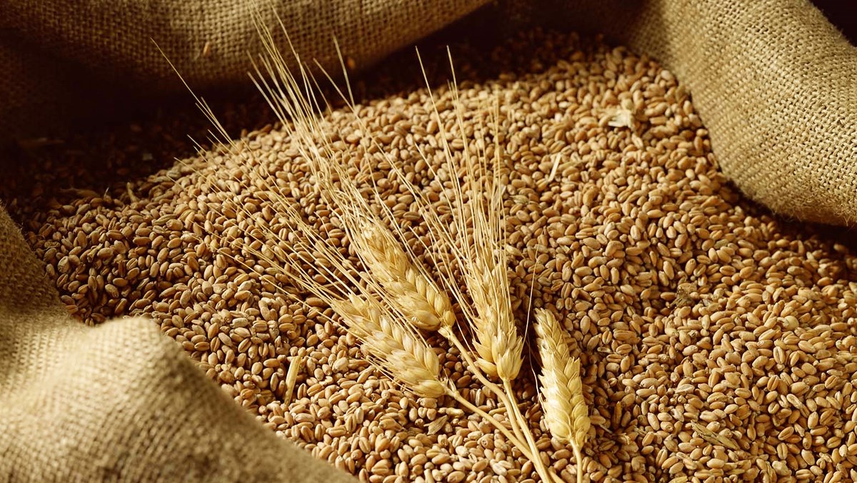 Lúa mì là thành phần cơ sở của tất cả mọi thứ