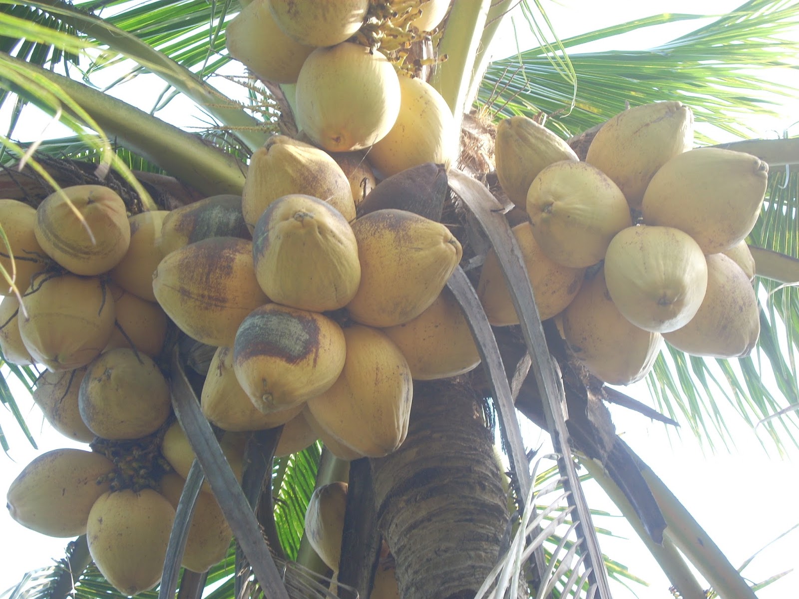 Dừa Trà Vinh tăng giá