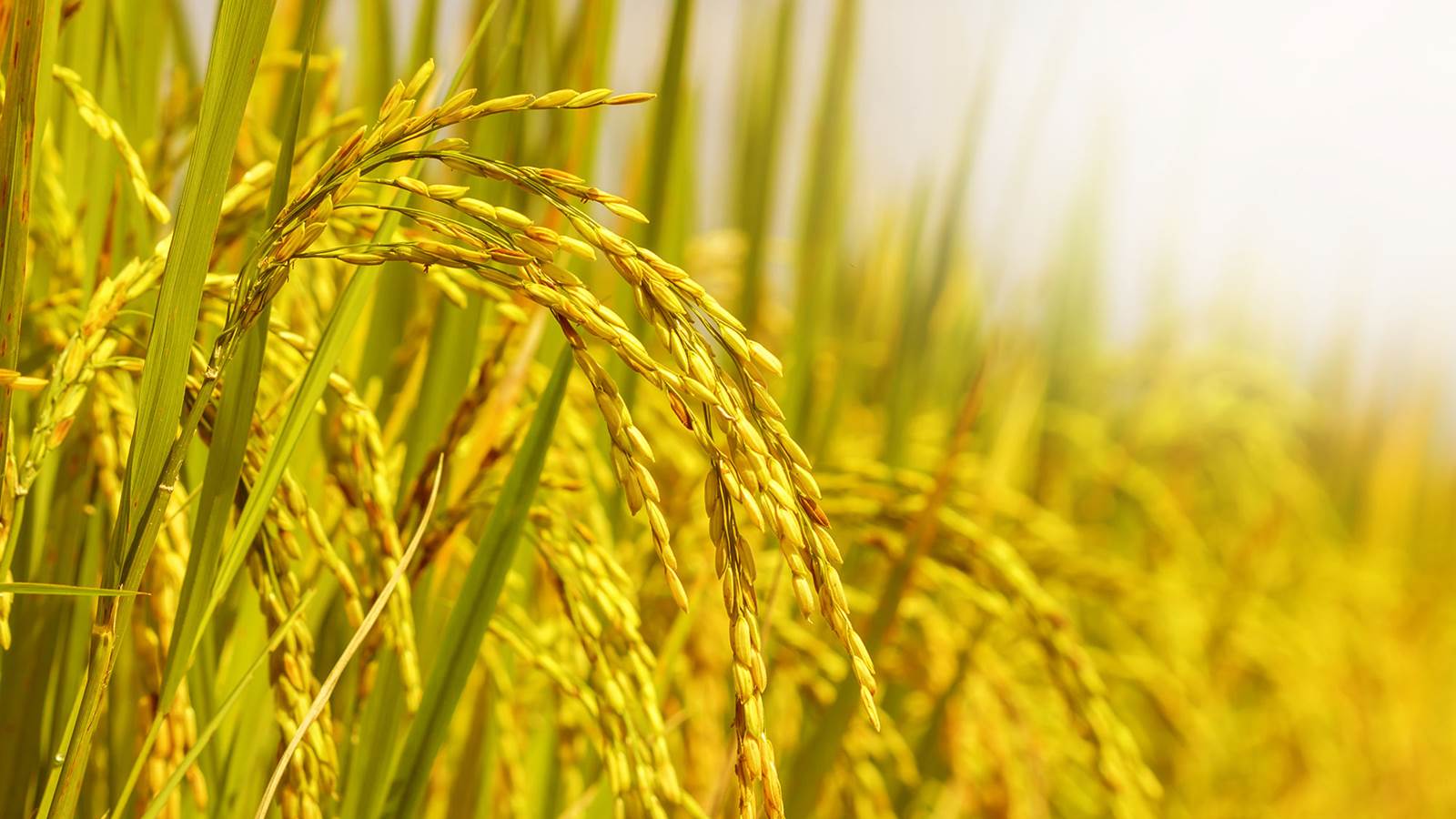Thị trường gạo xuất khẩu sôi động khiến giá lúa tăng lạc quan