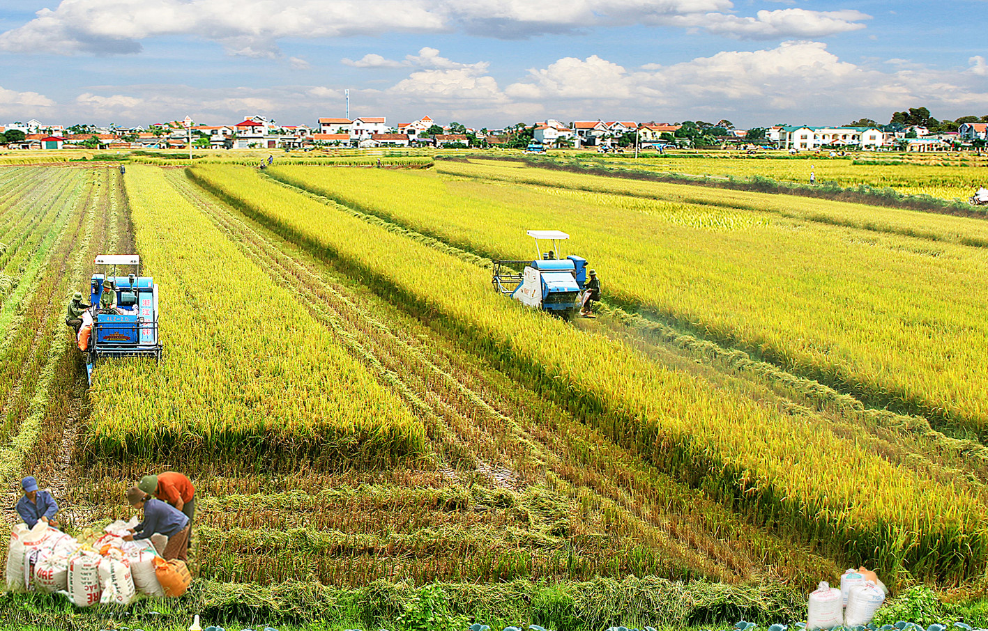 Tình hình giá lúa gạo ở các tỉnh đồng bằng sông Cửu Long