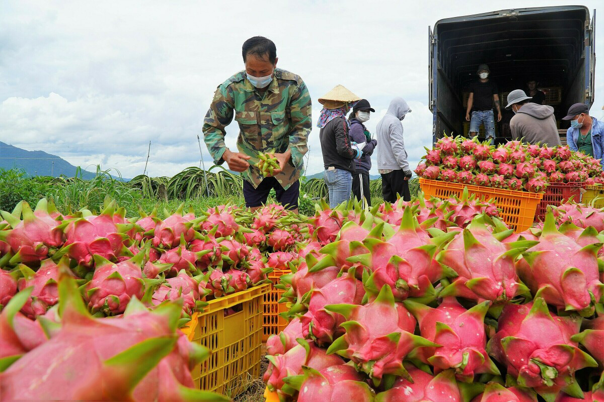 Kế hoạch sắp tới của tỉnh Bình Thuận trong sản xuất thanh long
