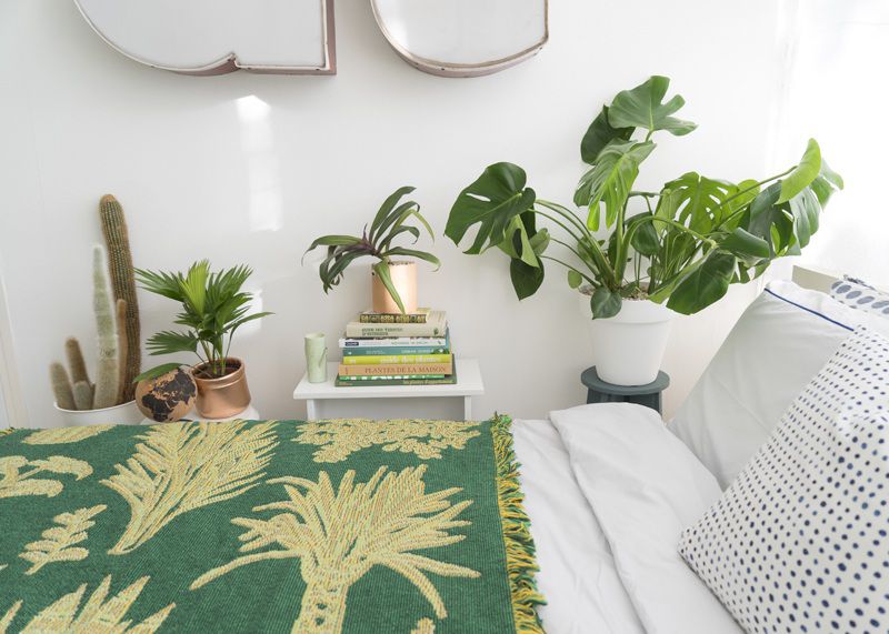 Điểm danh những loại cây xanh nên đặt trong phòng ngủ mang lại nhiều lợi ích sức khỏe